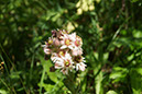 001-2013-08-01 Vanoise Pralognan fleurs (39)