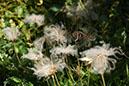 002-2013-08-01 Vanoise Pralognan fleurs (43)