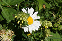 003-2013-08-01 Vanoise Pralognan fleurs (42)