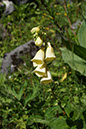 004-2013-08-01 Vanoise Pralognan fleurs (65)