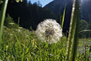 007-2013-08-01 Vanoise Pralognan fleurs  (125)