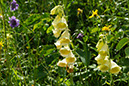 070-2013-08-06 col napremont fleurs(83)