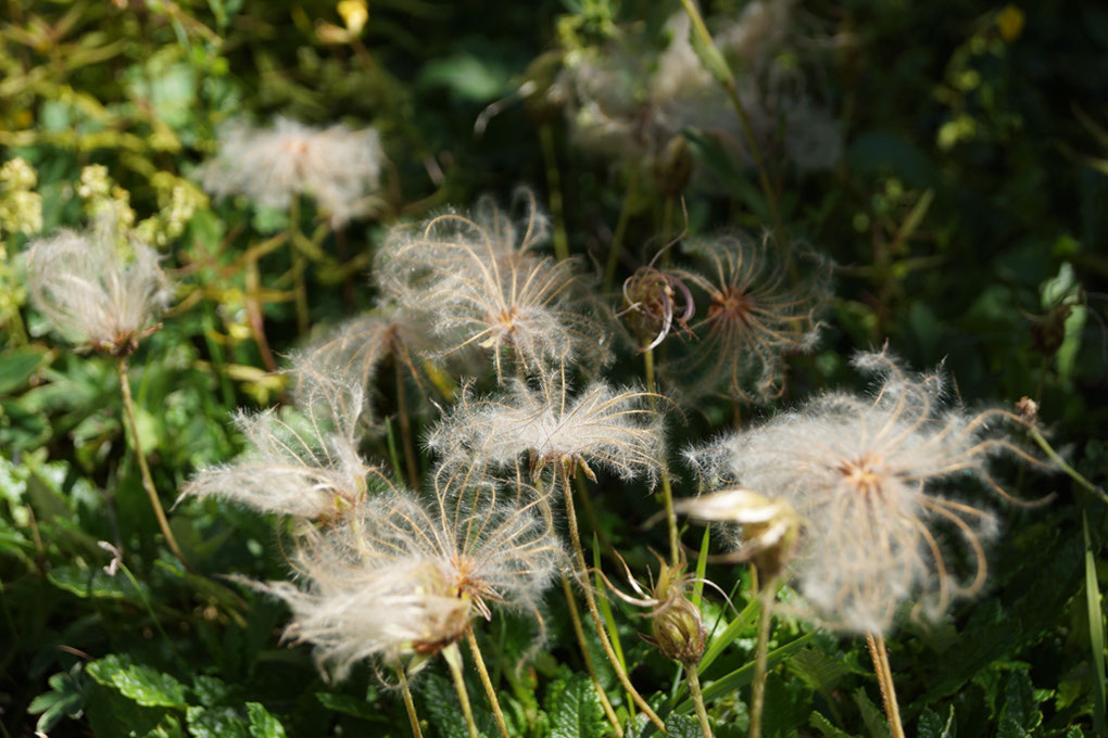 002-2013-08-01 Vanoise Pralognan fleurs (43)