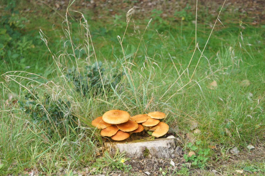 2017-09-28 Golf MGEN Port-bourgenay (581)